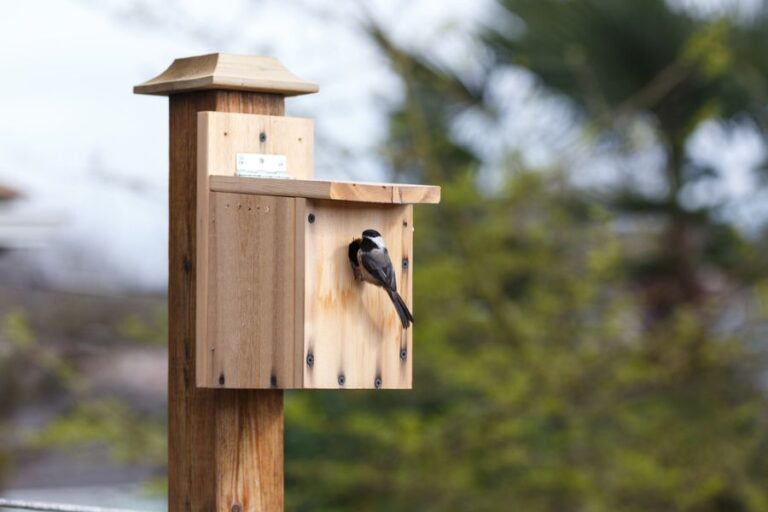 13 einfache Tipps, um Vögel zu Vogelhäusern zu locken