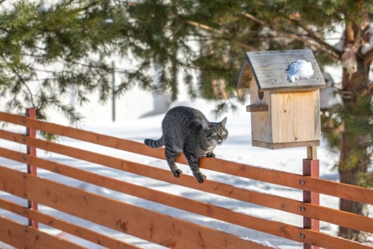 7 einfache Möglichkeiten, Katzen von Vogelhäusern fernzuhalten