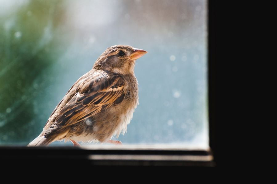 Do Window Birdhouses Work? (Simple Tips That Can Help)