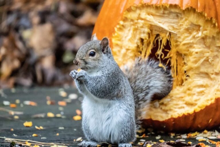 Können Eichhörnchen Kürbiskerne essen? (plus Tipps zur Vorbereitung)