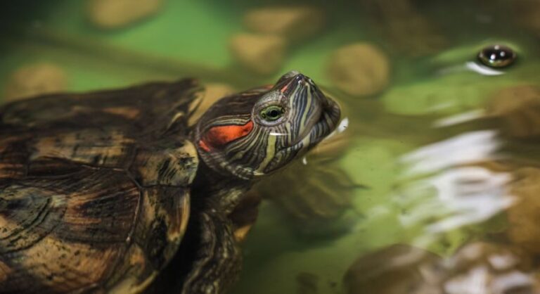 Sind Schildkröten gut für einen Teich? (Vor- und Nachteile zu berücksichtigen)