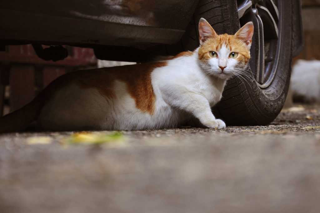 Halten Sie Katzen von Autos fern