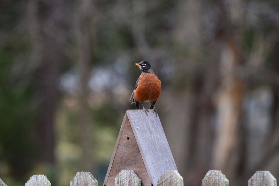Do Robins Use Bird Houses? (5 Reasons They Don’t)