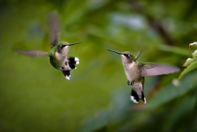 Warum jagen sich Kolibris in meinem Garten?