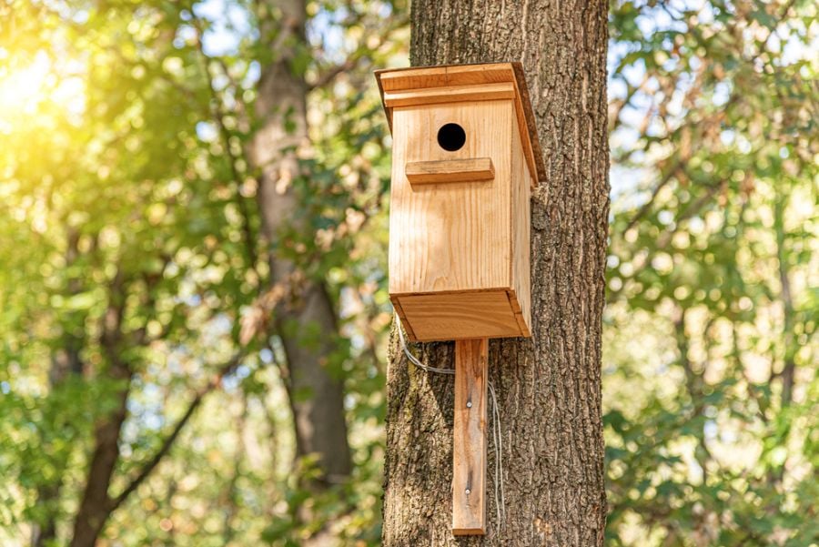 What Do You Put in a Birdhouse? (And Is Nesting Material Necessary?)