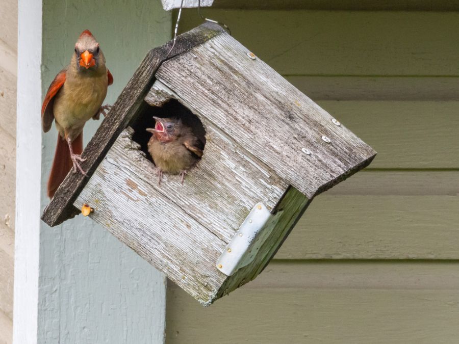 What Kind of Bird Houses Do Cardinals Like?