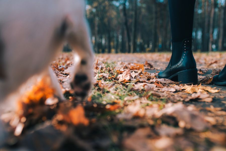 How to Get Rid of the Dog Poop Smell on Your Shoes