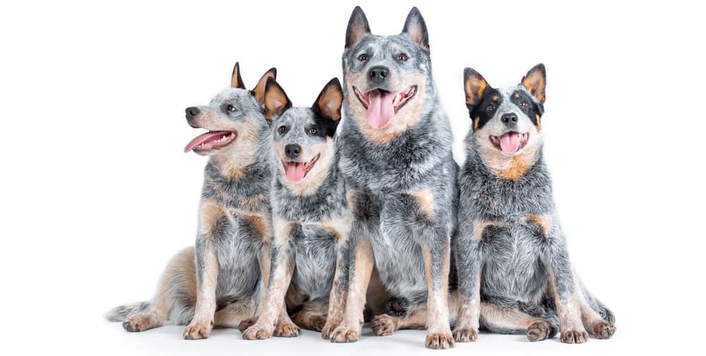 Blue Heeler or Australian Cattle dog with puppies