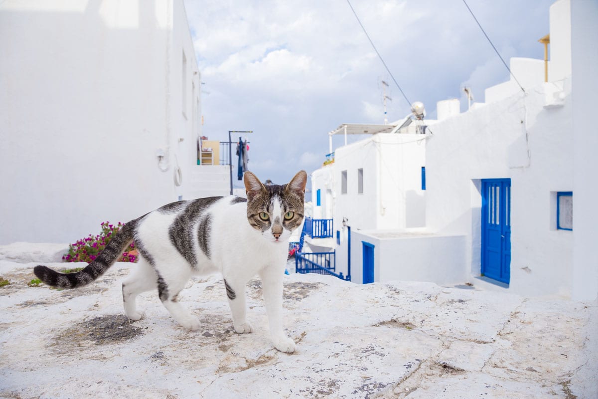 Graue und weiße Katze auf weißen Straßen von Mykonos mit einem griechischen Katzennamen
