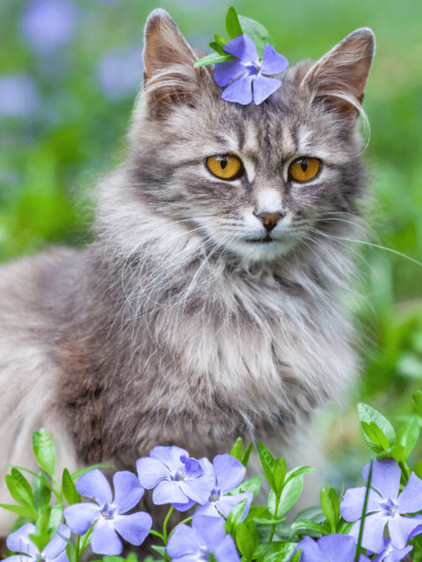 weiße und graue Katze im Garten mit violetten Blüten graue Katzenrassen