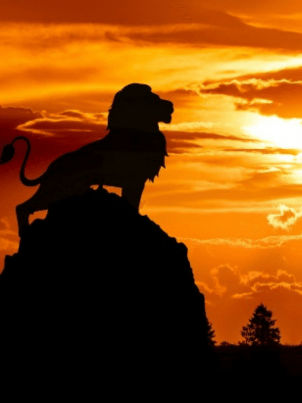 Männlicher Löwe vor orangefarbenem Himmel