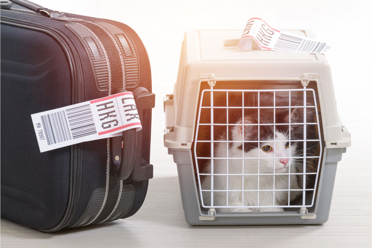 Bester Katzentransporter für Autoreisen mit Koffer