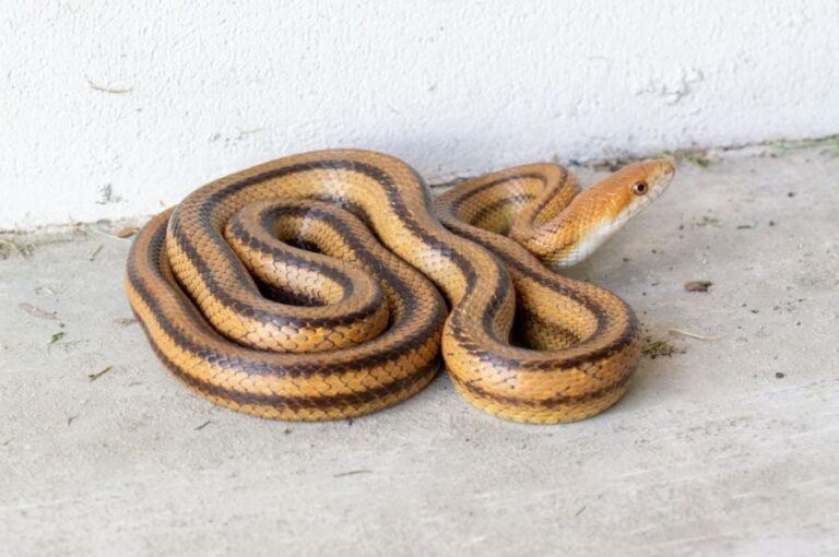 13 intelligente Möglichkeiten, Schlangen in Ihrer Garage loszuwerden