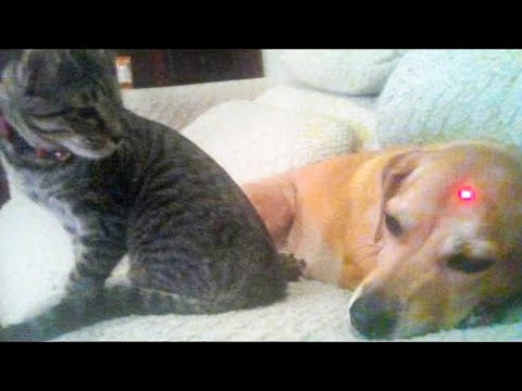 Reaktion von Hund und Katze auf Laserpointer - Lustige Tierreaktionsvideos
