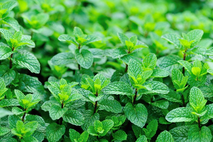 How to Get Rid of Mint (Using 5 Simple Methods)