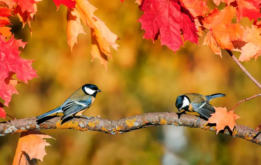 How to Get Rid of Birds in Trees (Using 6 Effective Methods)