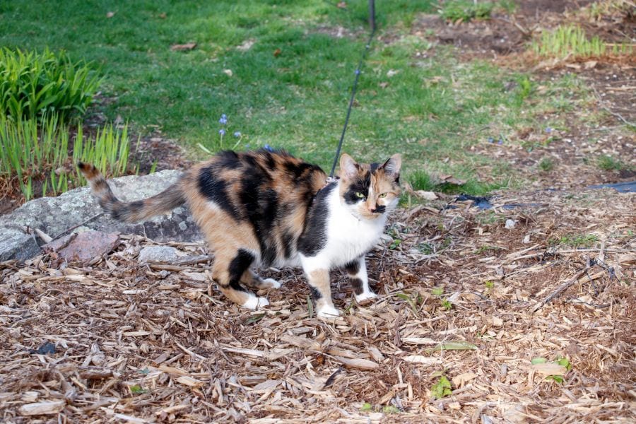 How to Keep Cats From Pooping in Your Mulch (8 Easy Methods)