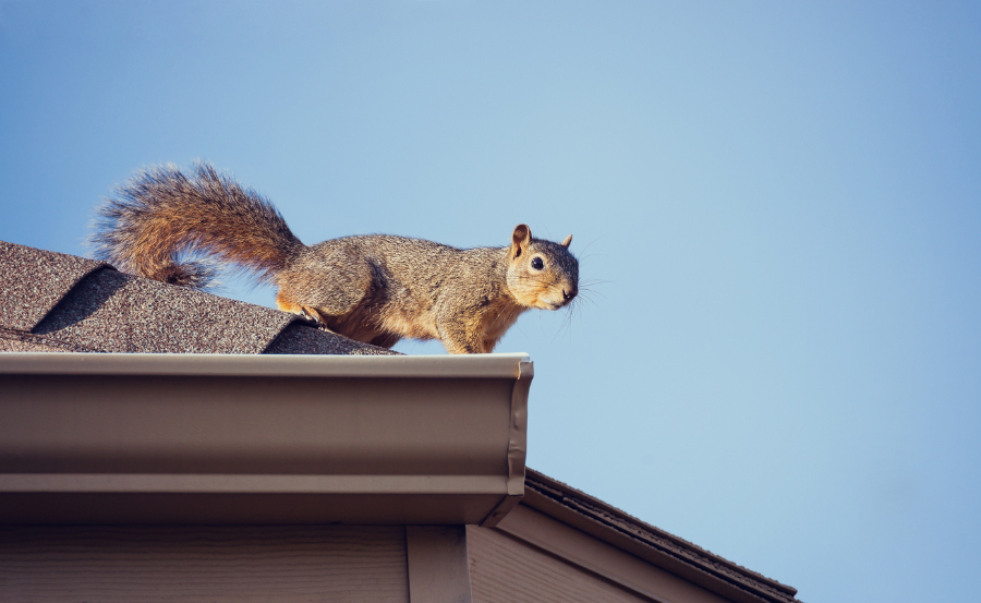 Eichhörnchen auf dem Dach des Hauses