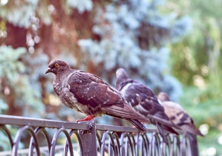 So halten Sie Tauben davon ab, auf Ihrem Zaun zu sitzen (10 intelligente Möglichkeiten)