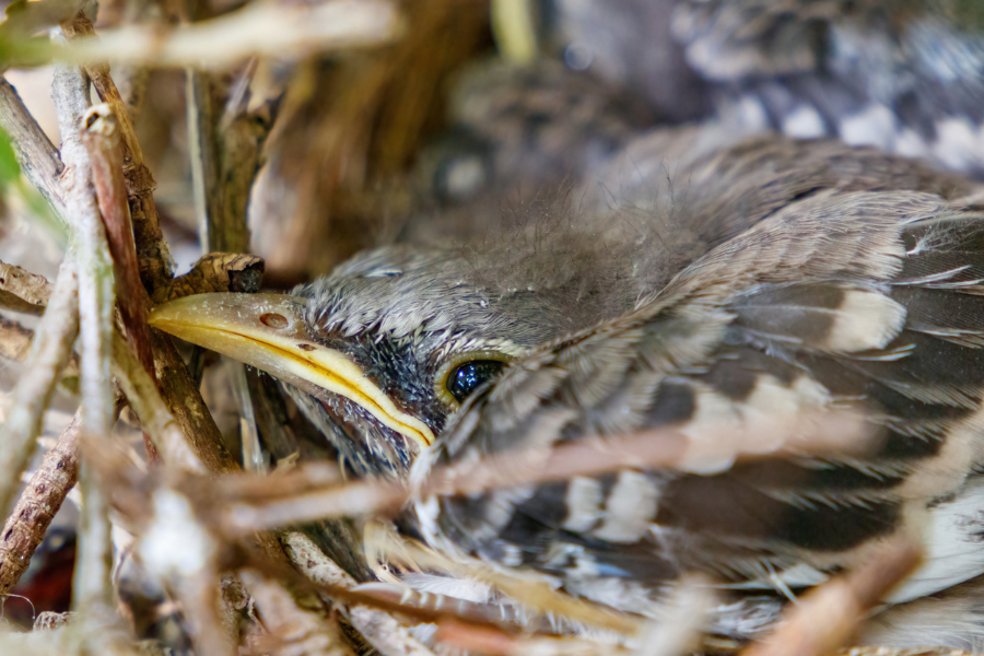 Spottdrossel versteckt sich im Nest