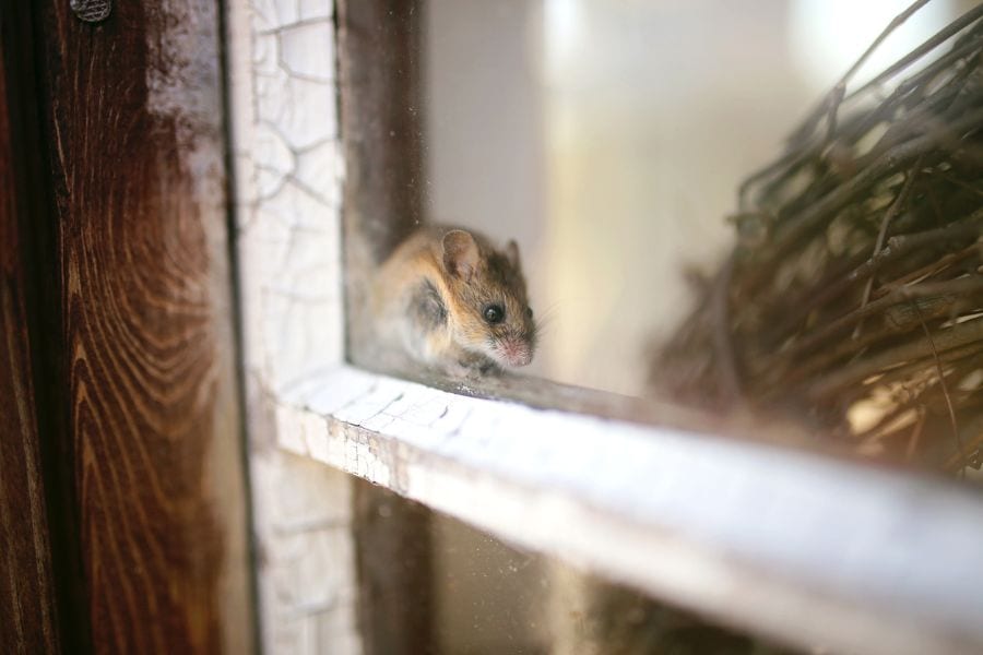 7 Easy Ways to Get Rid of Mice in Your Shed