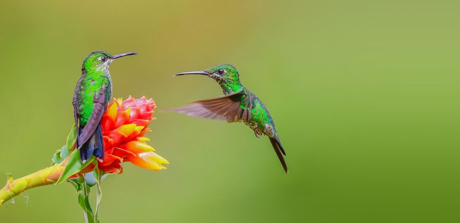 Paar leuchtend grüne Kolibris auf der Suche nach Nektar
