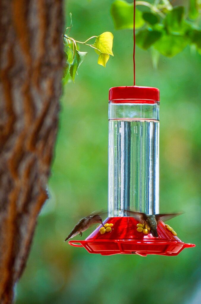 Roter Kolibri-Futterautomat