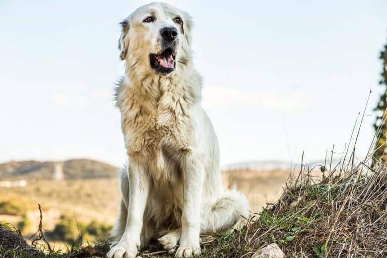 Griechischer Schäferhund sitzt in einer schönen Aussicht