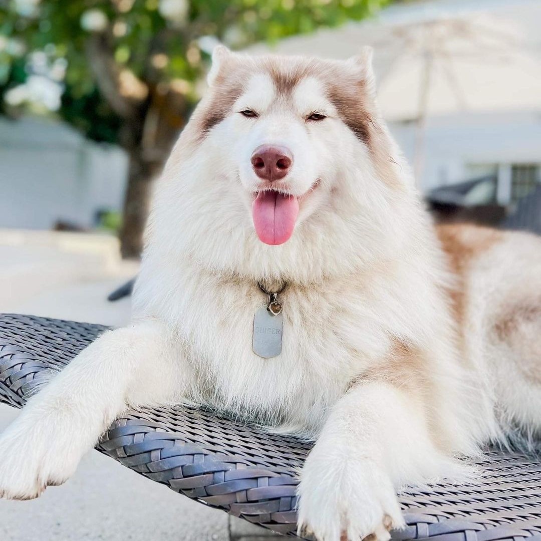 A Wooly Husky lying down on a bench