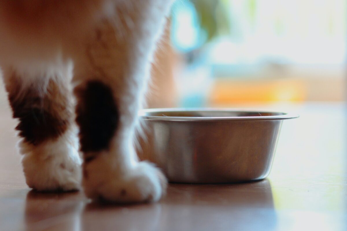 Cat-at-Food-Bowl