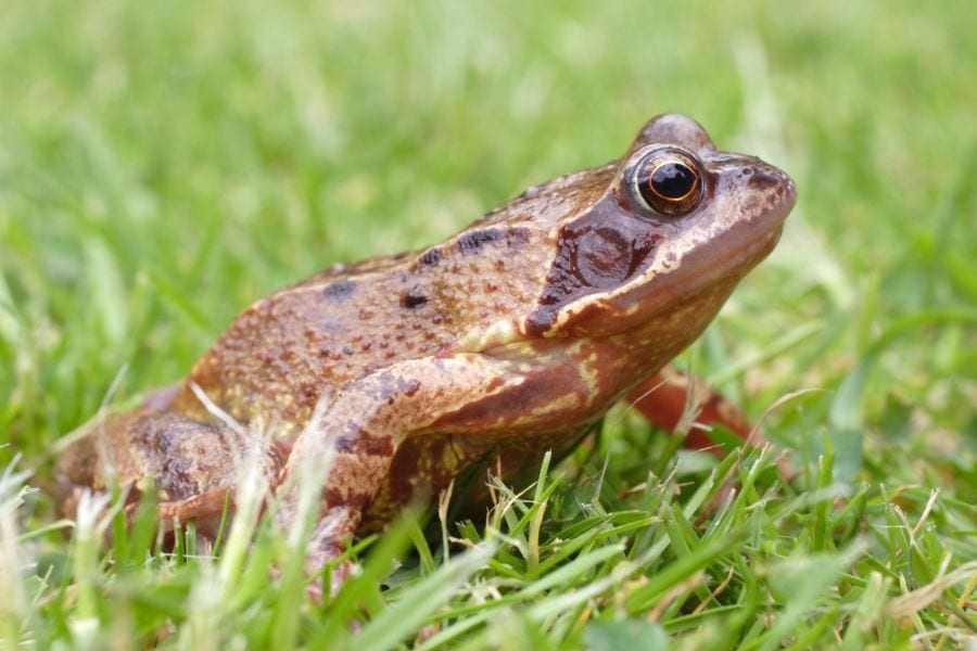 8 Easy Ways to Keep Frogs Away From Your House