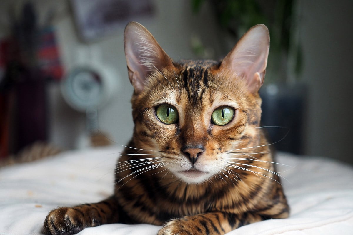 Bengalkatze mit grünen Augen starrt in die Kamera