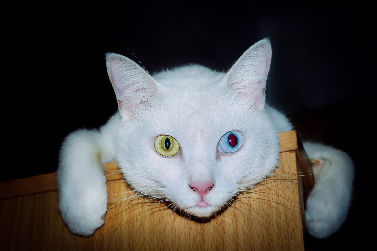 Weiße Khao Manee Katze mit verschiedenfarbigen Augen.