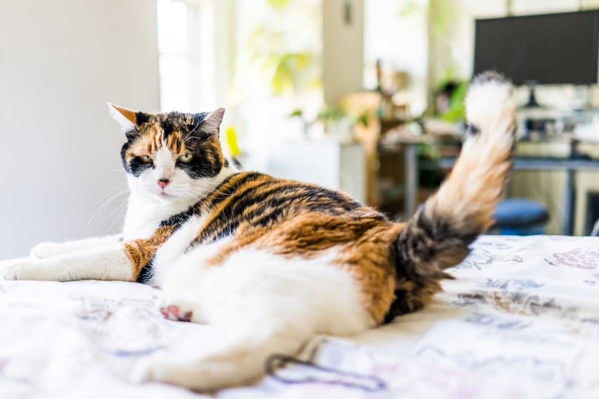Tabby Katze auf einem Bett mit erhobenem Schwanz