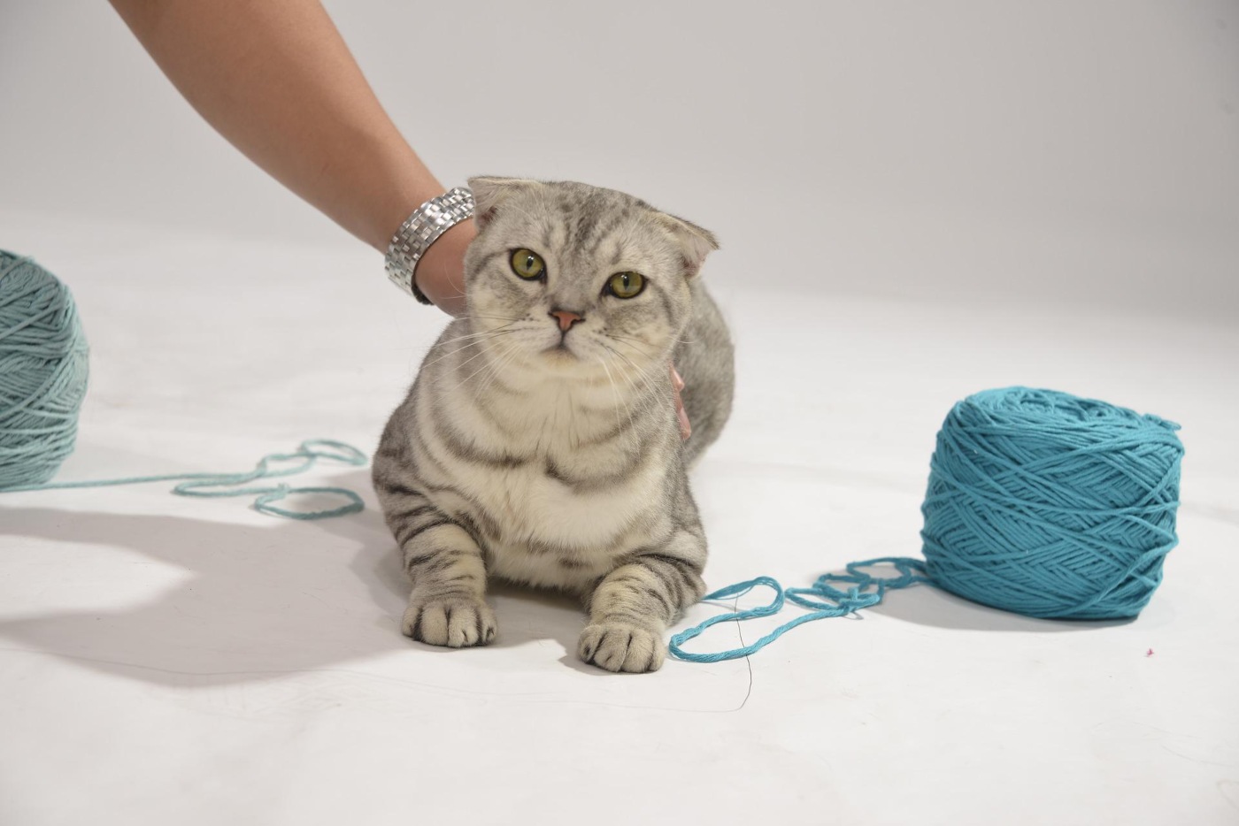 person-petting-cat-with-yarn-around-it why do cats like string