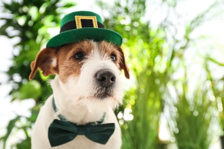 Ein Jack Russell Terrier mit grünem Hut und Schleife