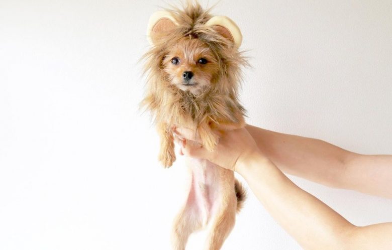 ein Chihuahua im Löwenkostüm