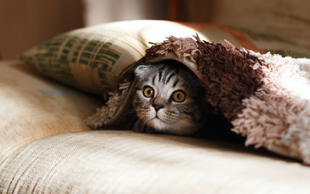 Katzenversteck unter Decke