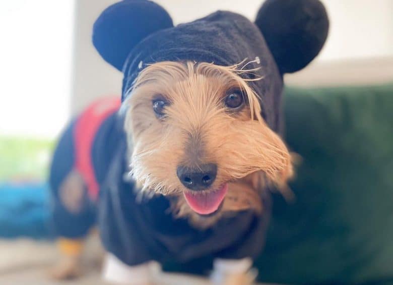 ein Yorkshire Terrier im Mickey Mouse Kostüm