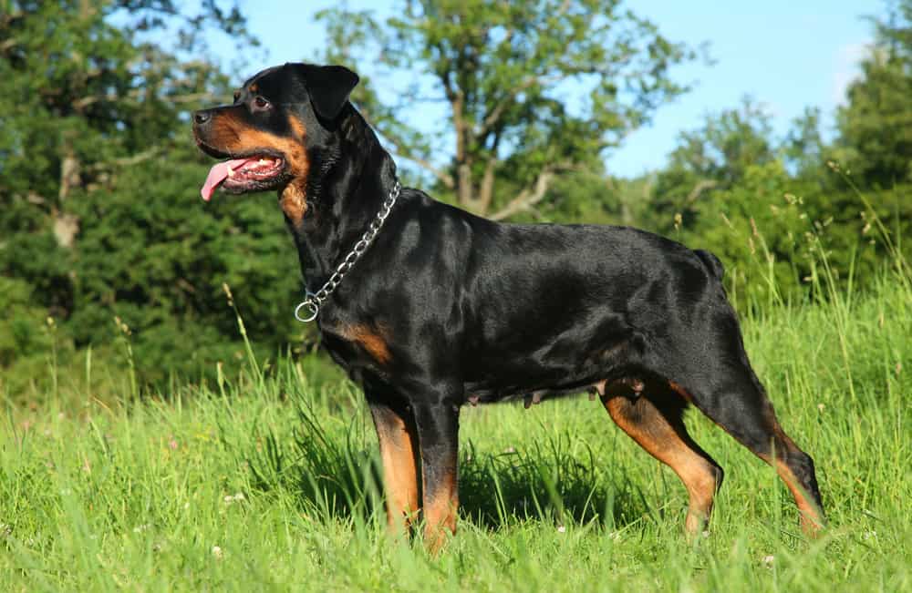 A Rottweiler standing in a field