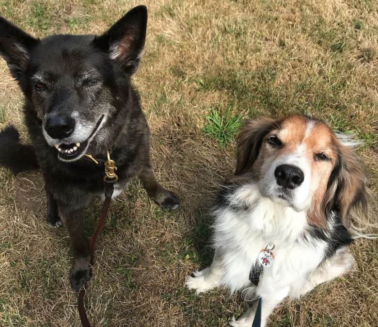 Zwei glückliche Hunde sitzen auf dem Boden