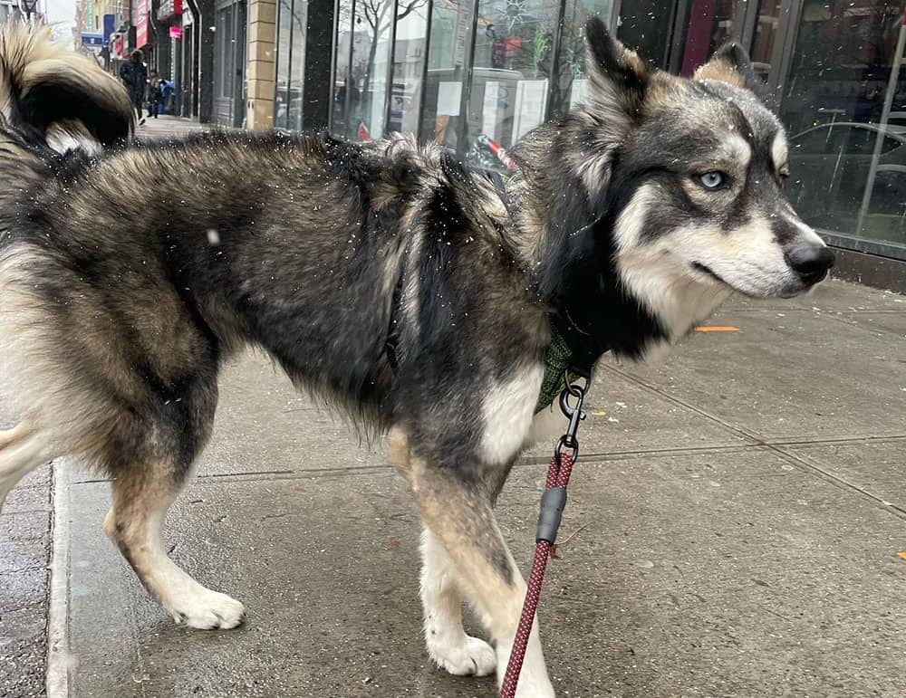 Ein Agouti Husky-Hund geht auf der Straße spazieren