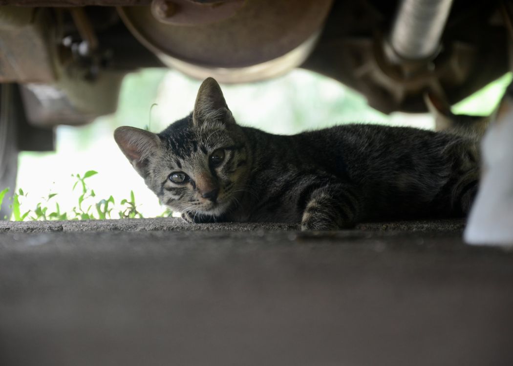 Katzen-unter-Auto-Ansicht
