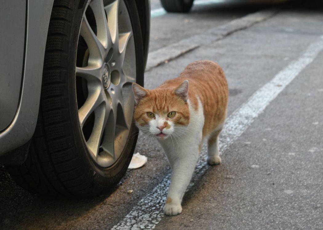 Roadtrip mit einer Katze (2022) | 11 Tipps für Autoreisen mit Ihrer pelzigen Katze