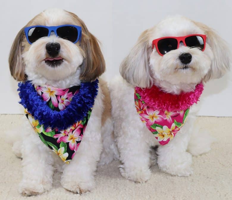Zwei entzückende Hunde im Hawaii-Outfit