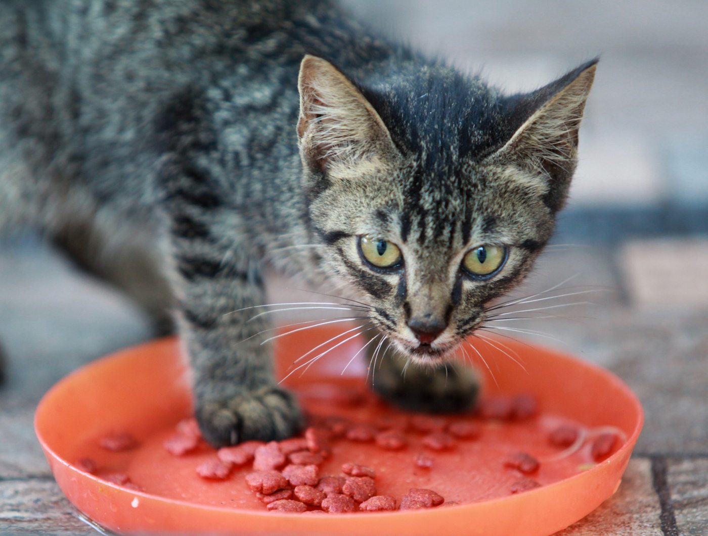 cat-standing-in-red-food-bowl