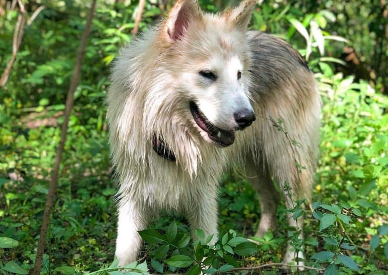ein deutsch-indischer Hund, der mit nassem Fell in einem Wald spazieren geht