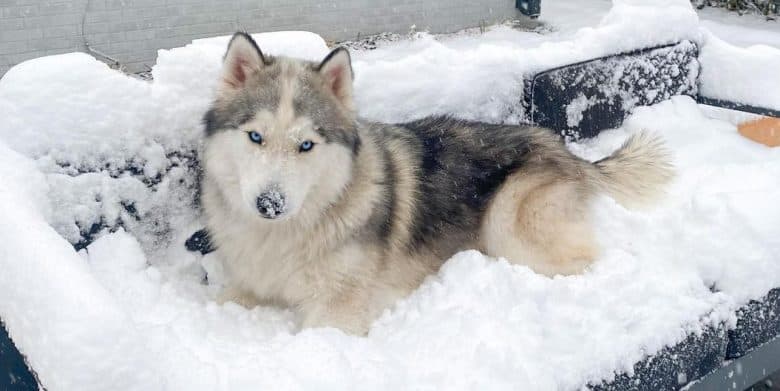 Ein Siberian Husky liegt auf einer mit Schnee gefüllten Bank