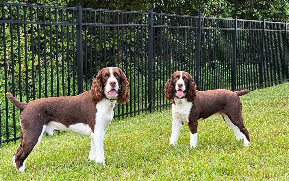 Zwei English Springer Spaniel Hunde stehen im Gras