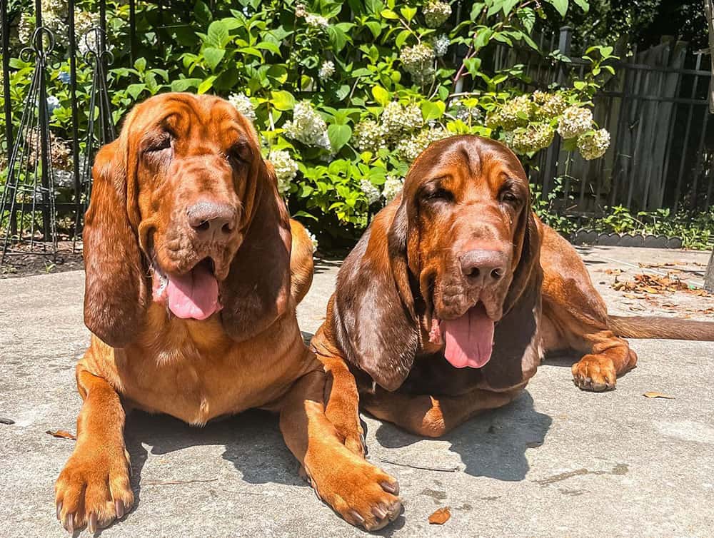 Zwei Bloodhound-Hunde liegen unter der Sonne